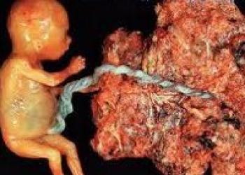 Инвазия эмбриона в эндометрий