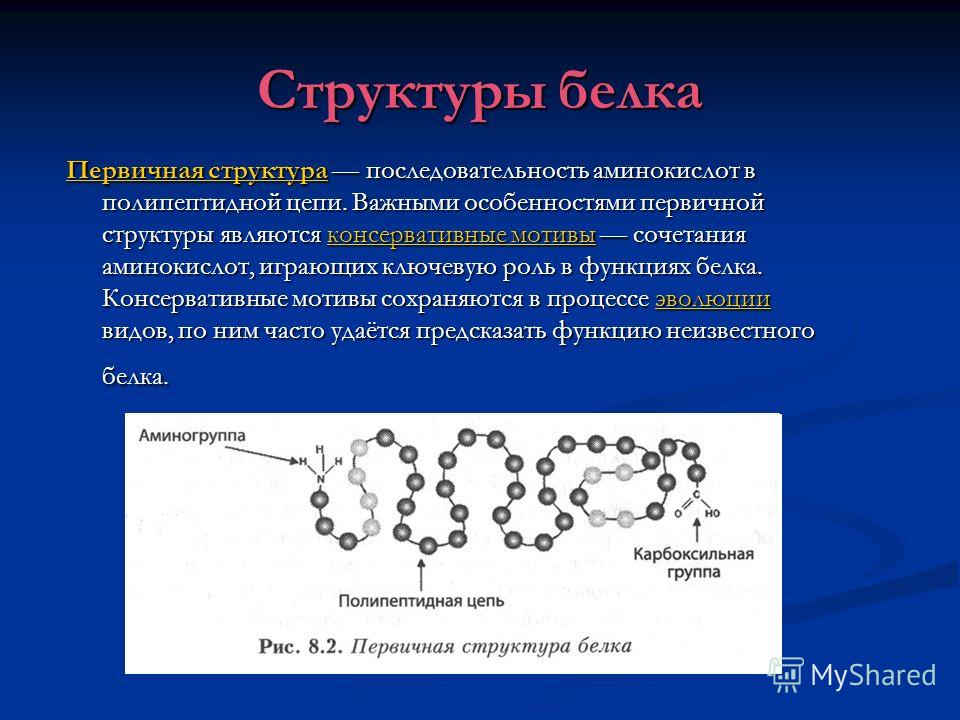 Первичная структура белка связи